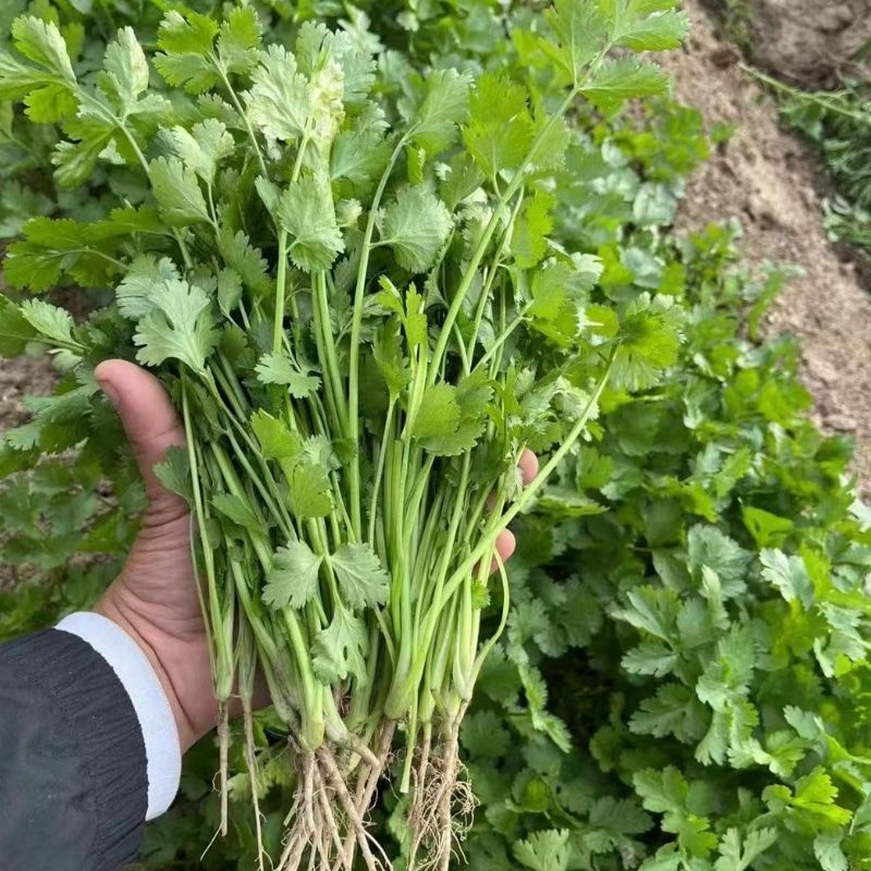 腾运美国耐热香菜种子500g四季耐热耐寒铁杆油面大叶香菜