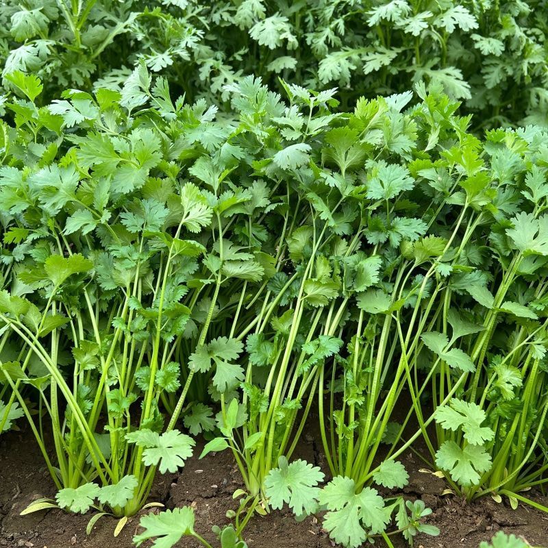腾运美国耐热香菜种子500g四季耐热耐寒铁杆油面大叶香菜