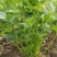 腾运美国耐热香菜种子500g四季耐热耐寒铁杆油面大叶香菜