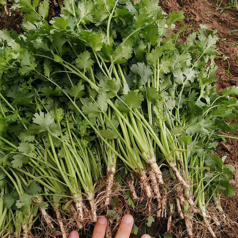 腾运美国耐热香菜种子500g四季耐热耐寒铁杆油面大叶香菜