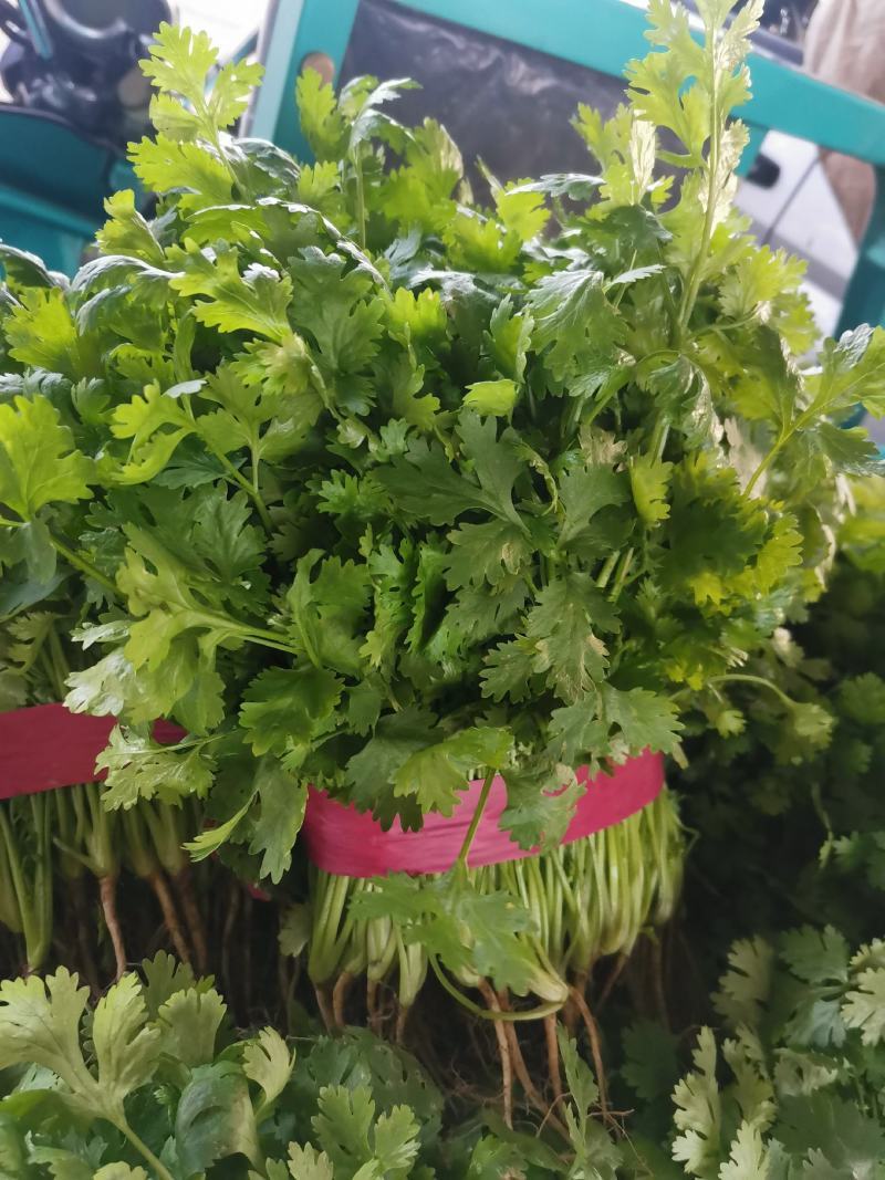 腾运美国耐热香菜种子500g四季耐热耐寒铁杆油面大叶香菜