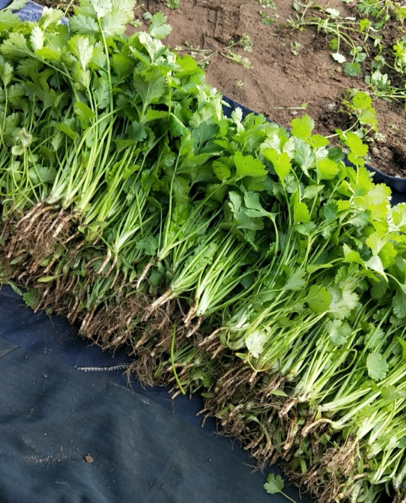腾运美国耐热香菜种子500g四季耐热耐寒铁杆油面大叶香菜