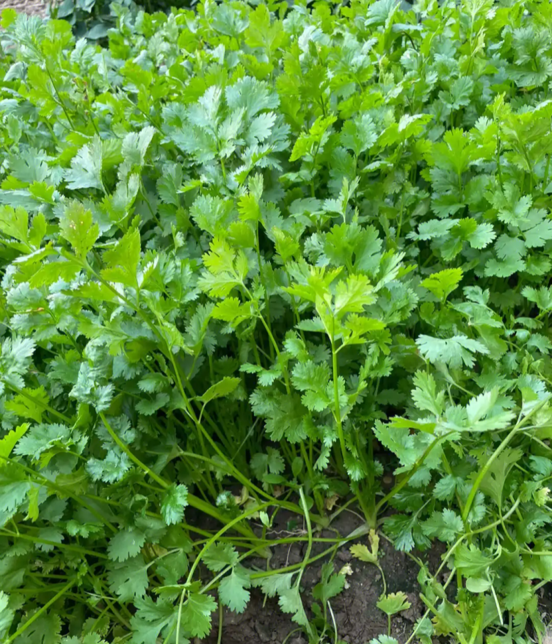 腾运美国耐热香菜种子500g四季耐热耐寒铁杆油面大叶香菜