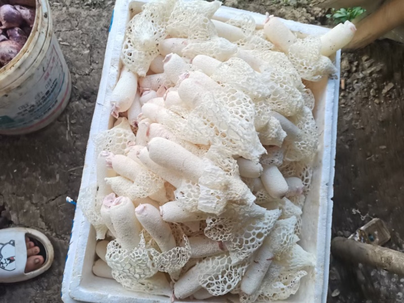 贵州织金红托竹荪，基地直发无中间商，赚差价
