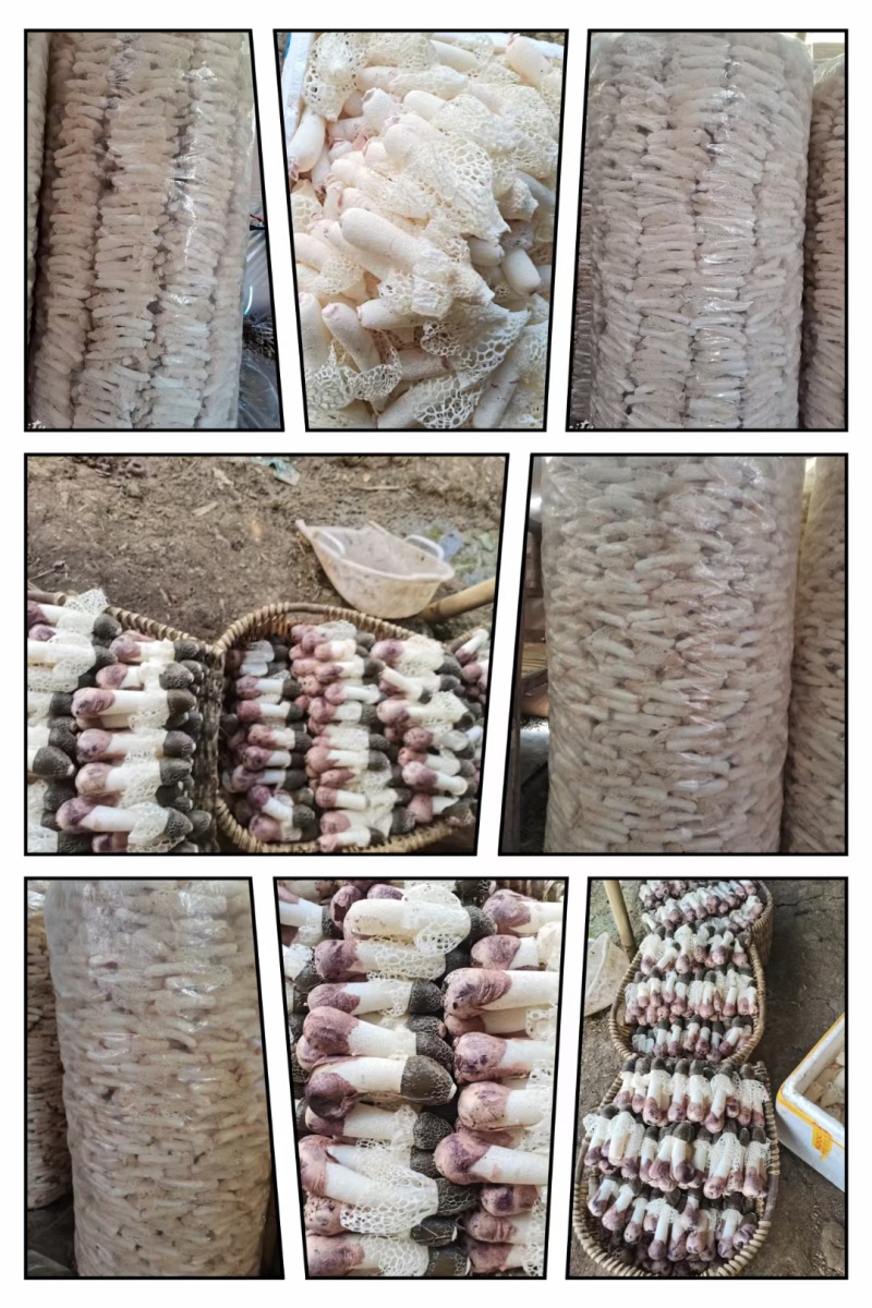 贵州织金红托竹荪，基地直发无中间商，赚差价