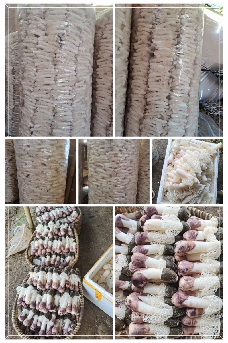 贵州织金红托竹荪，基地直发无中间商，赚差价