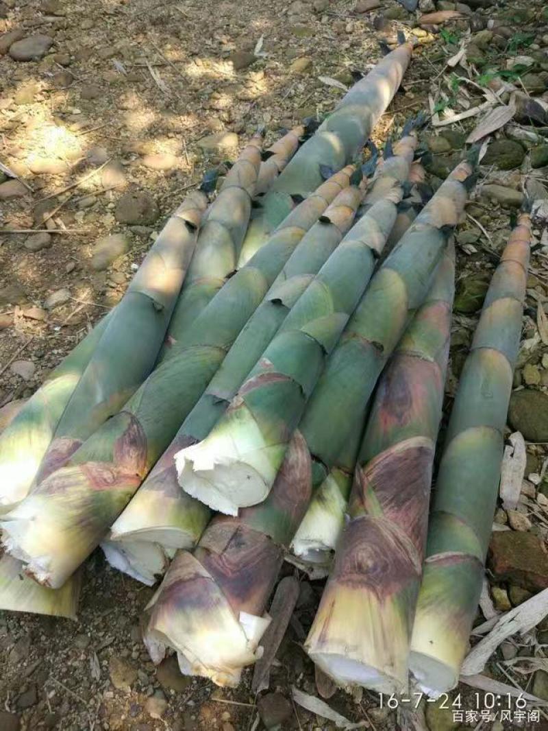 广西柳州麻竹笋，基地直供，量大价优
