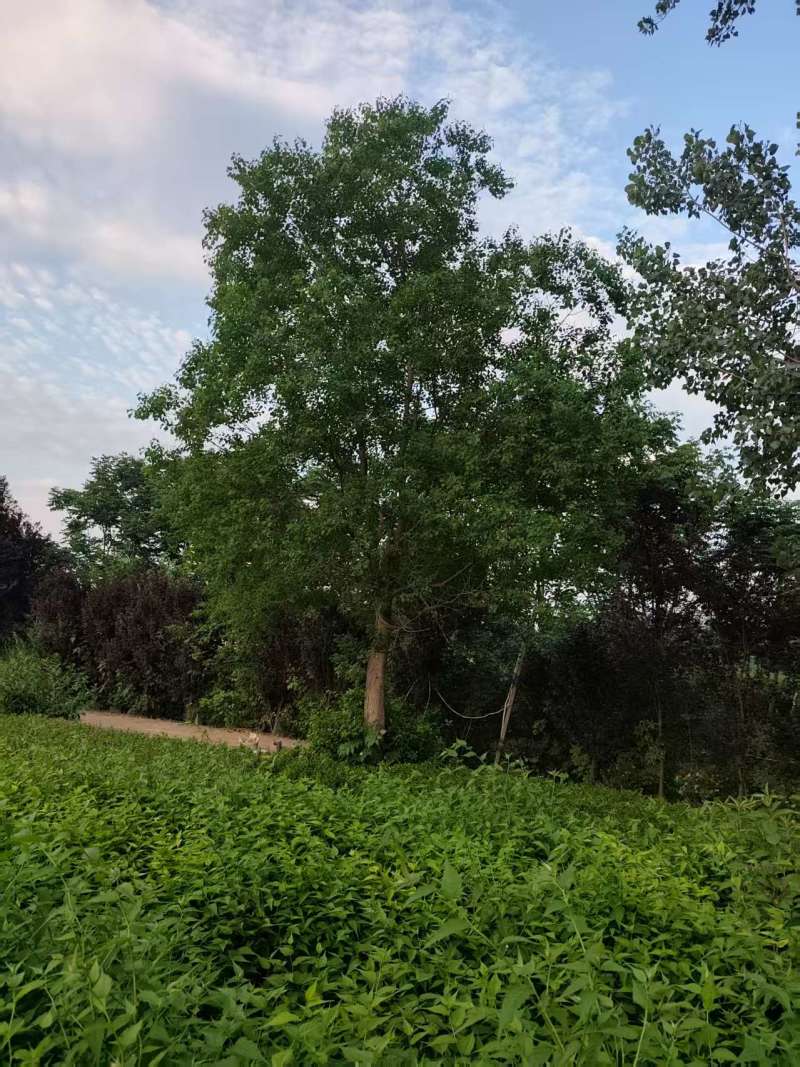 乌桕树乔木