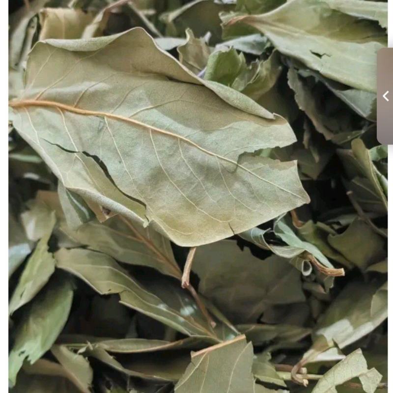 干绿柿叶霜后柿叶
