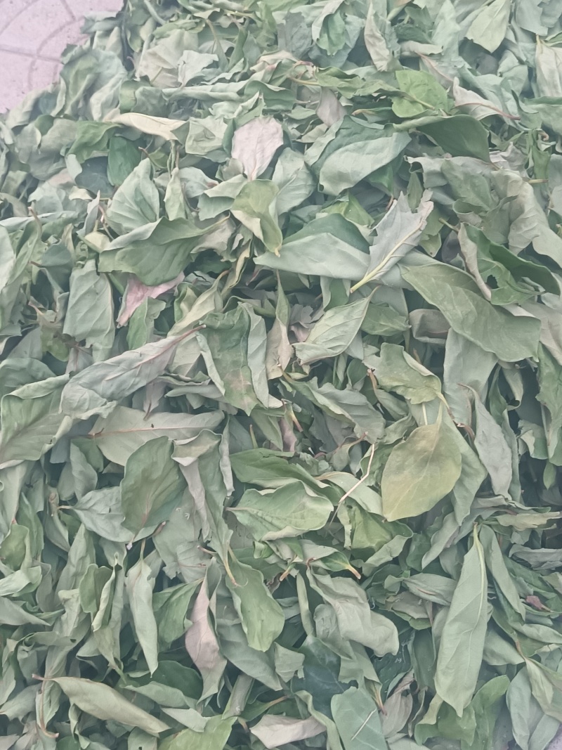 干绿柿叶霜后柿叶