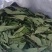 干绿柿叶霜后柿叶