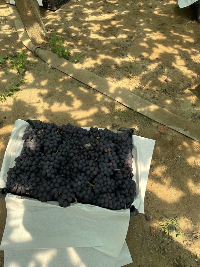 昌黎无核玫瑰香葡萄口感香甜可视频看货长期供
