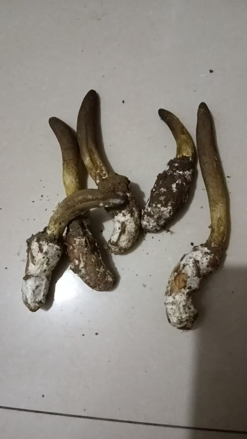 北方虫草南方金蝉