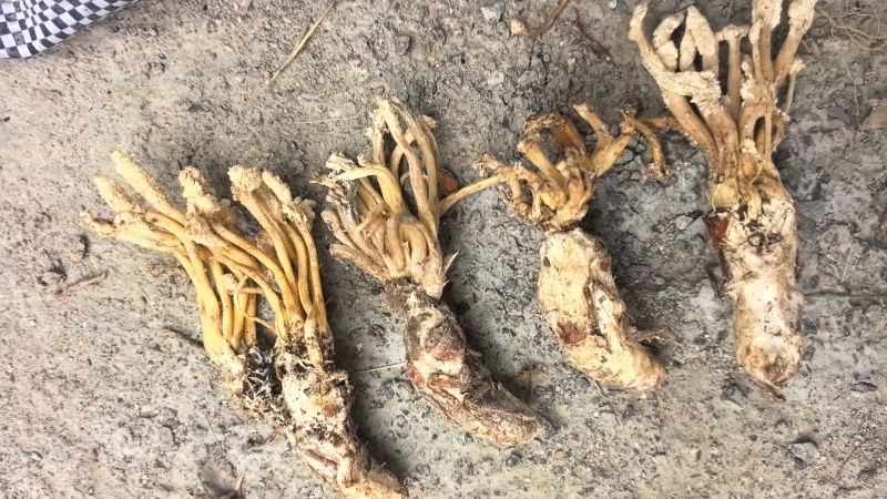 北方虫草南方金蝉