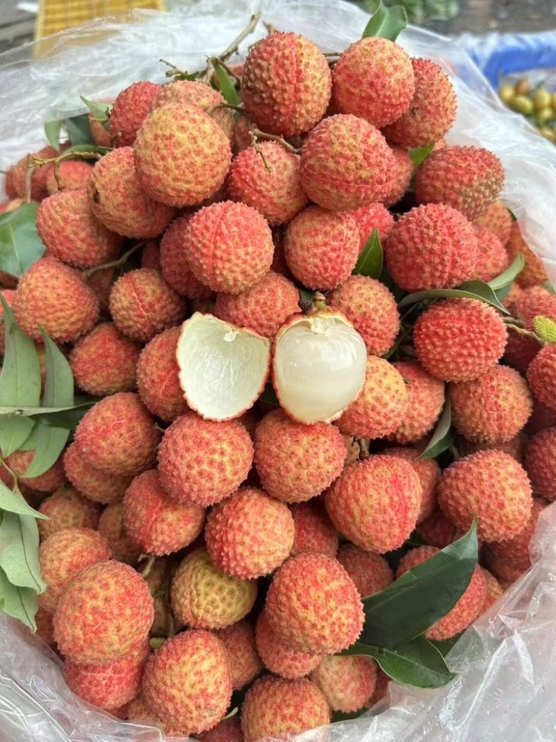桂味荔枝上市每天新鲜采摘支持各大平台渠道电商一件代发等
