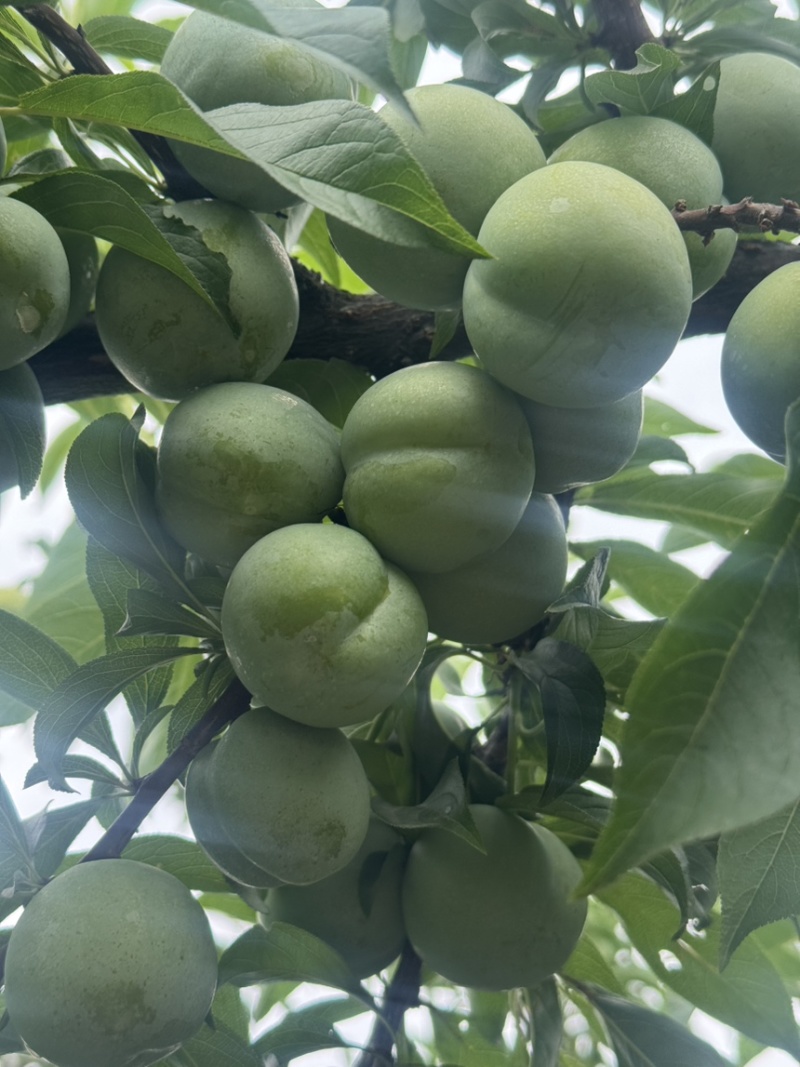 四月李大量上市欢迎新老顾客来果园看货质量服务都非常满意诚务