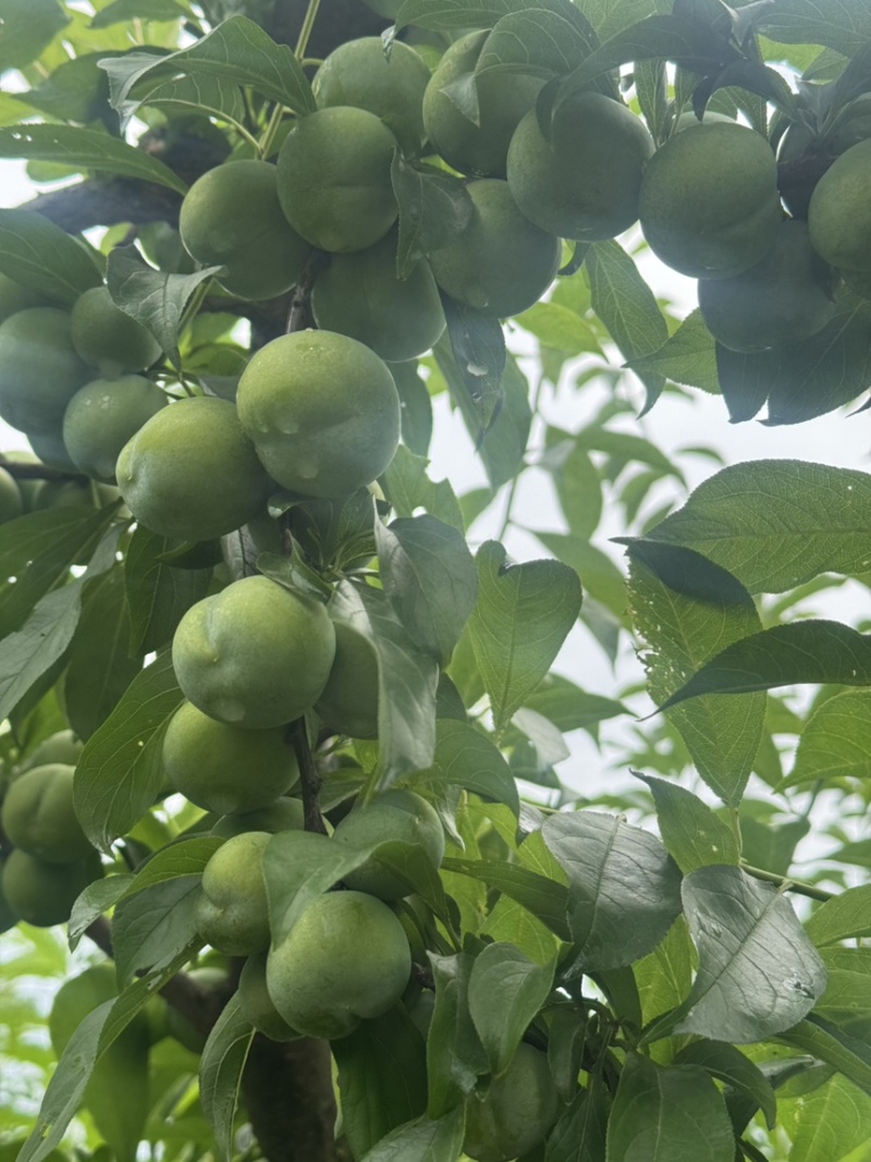 四月李大量上市欢迎新老顾客来果园看货质量服务都非常满意诚务