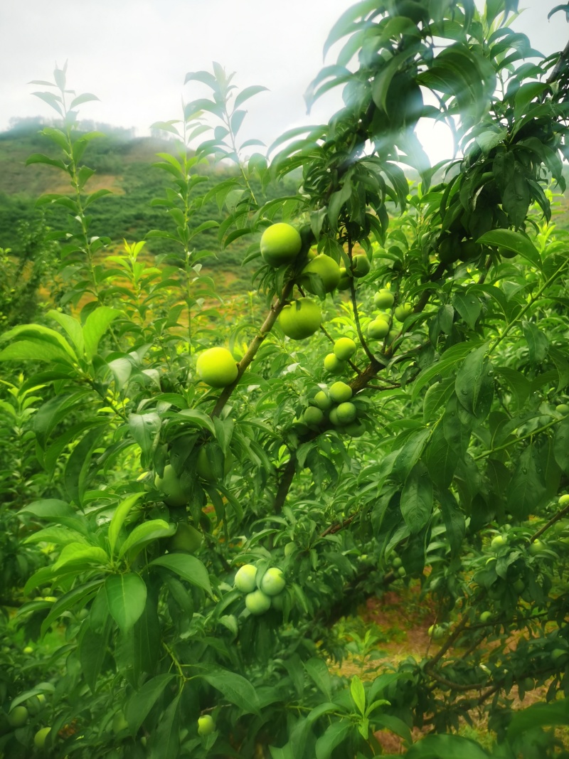 贵州六马正宗四月李，蜂糖李。产地直发，质量有保障。