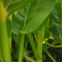 甜菜心大量有货，有需要的老板联系，价格美丽量大从优
