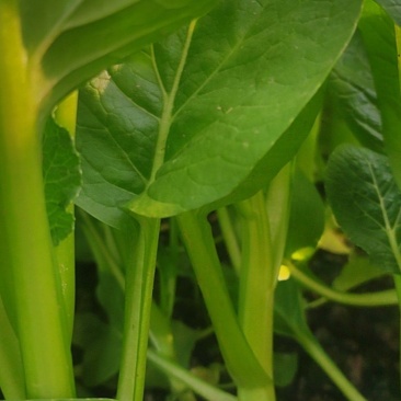 甜菜心大量有货，有需要的老板联系，价格美丽量大从优