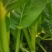 甜菜心大量有货，有需要的老板联系，价格美丽量大从优