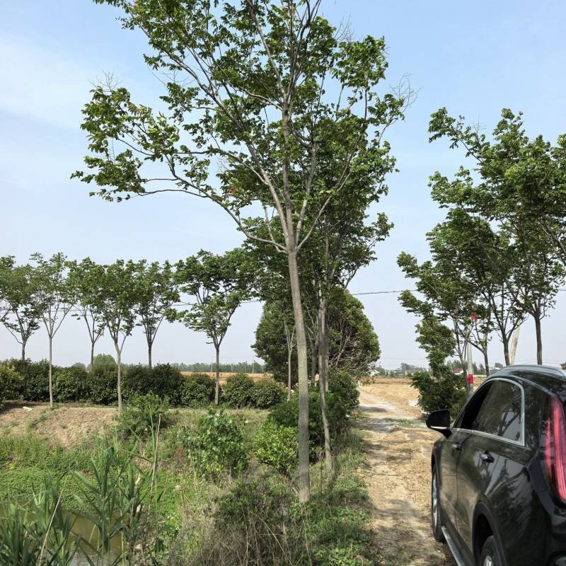 栾树，石楠球