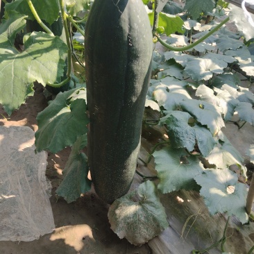 黑皮冬瓜