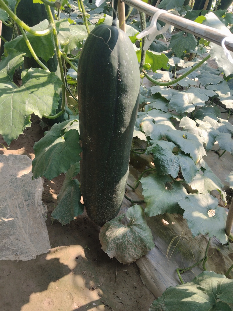 黑皮冬瓜
