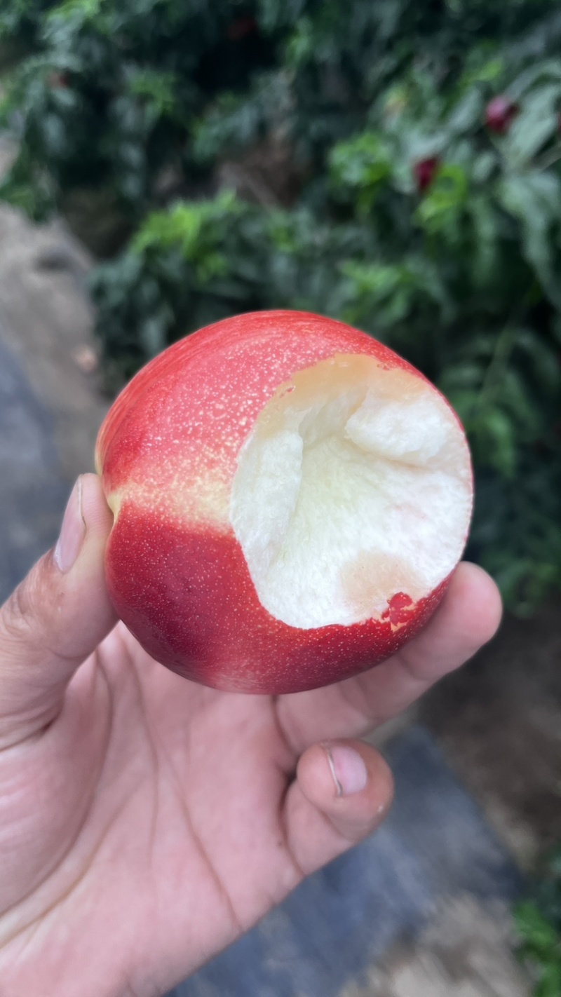 白肉油桃，中油18，中油16，中油20