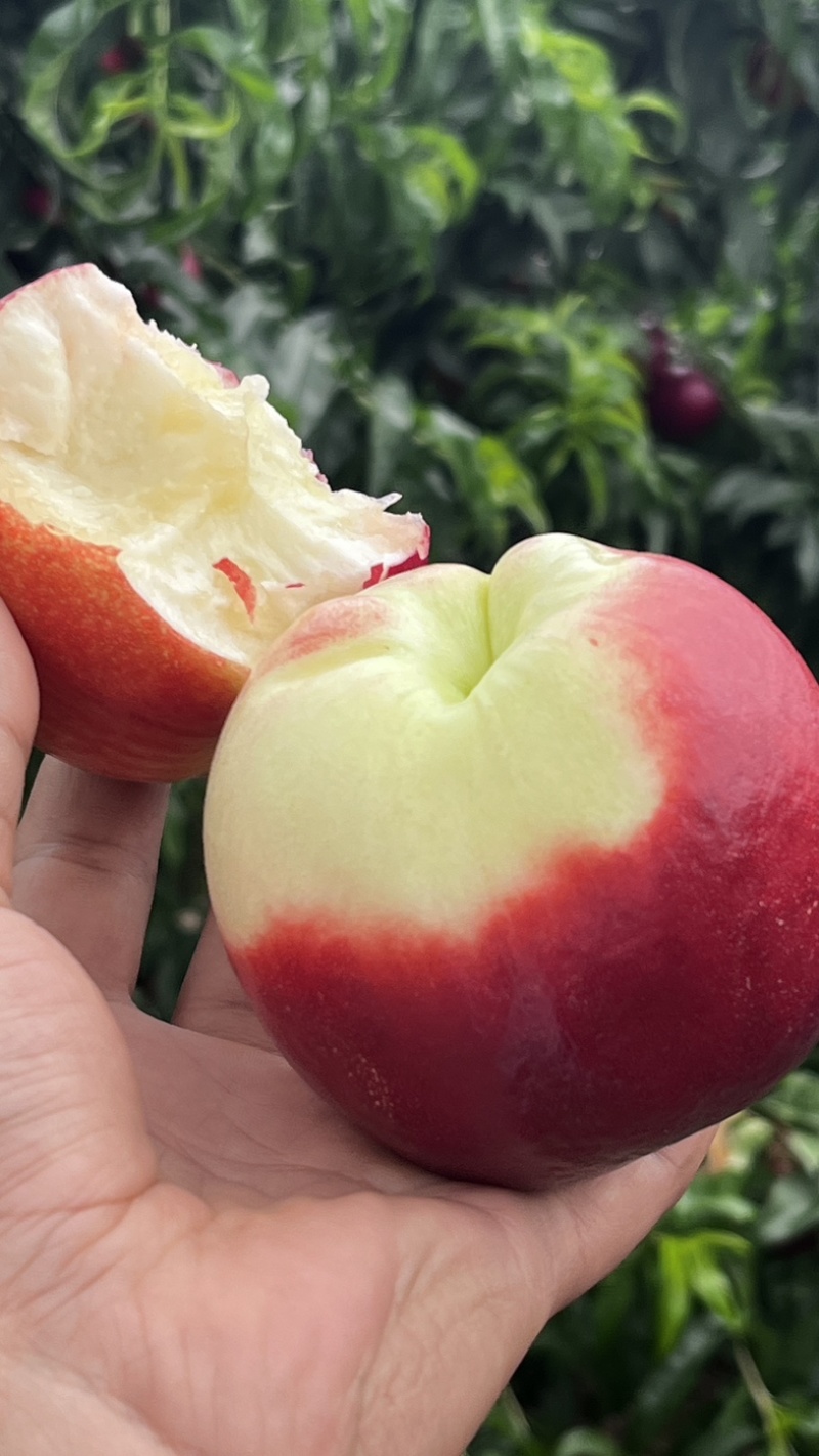 白肉油桃，中油18，中油16，中油20