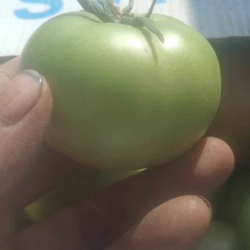 草莓西红柿每天供应