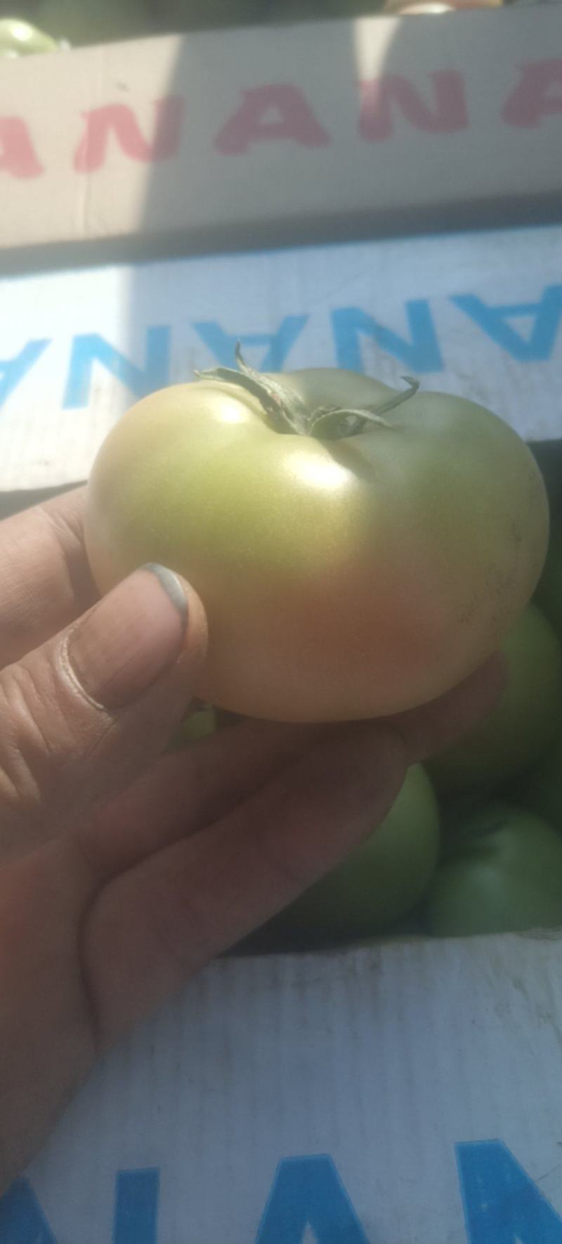 草莓西红柿每天供应