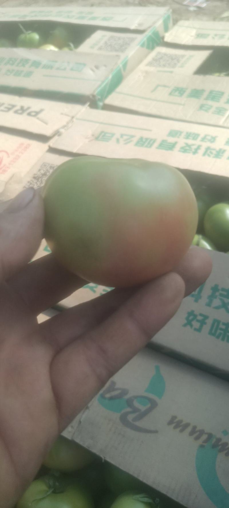 草莓西红柿每天供应