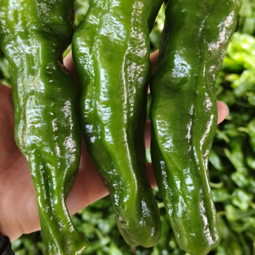 鲜辣椒，本地薄皮亳州椒，量大便宜
