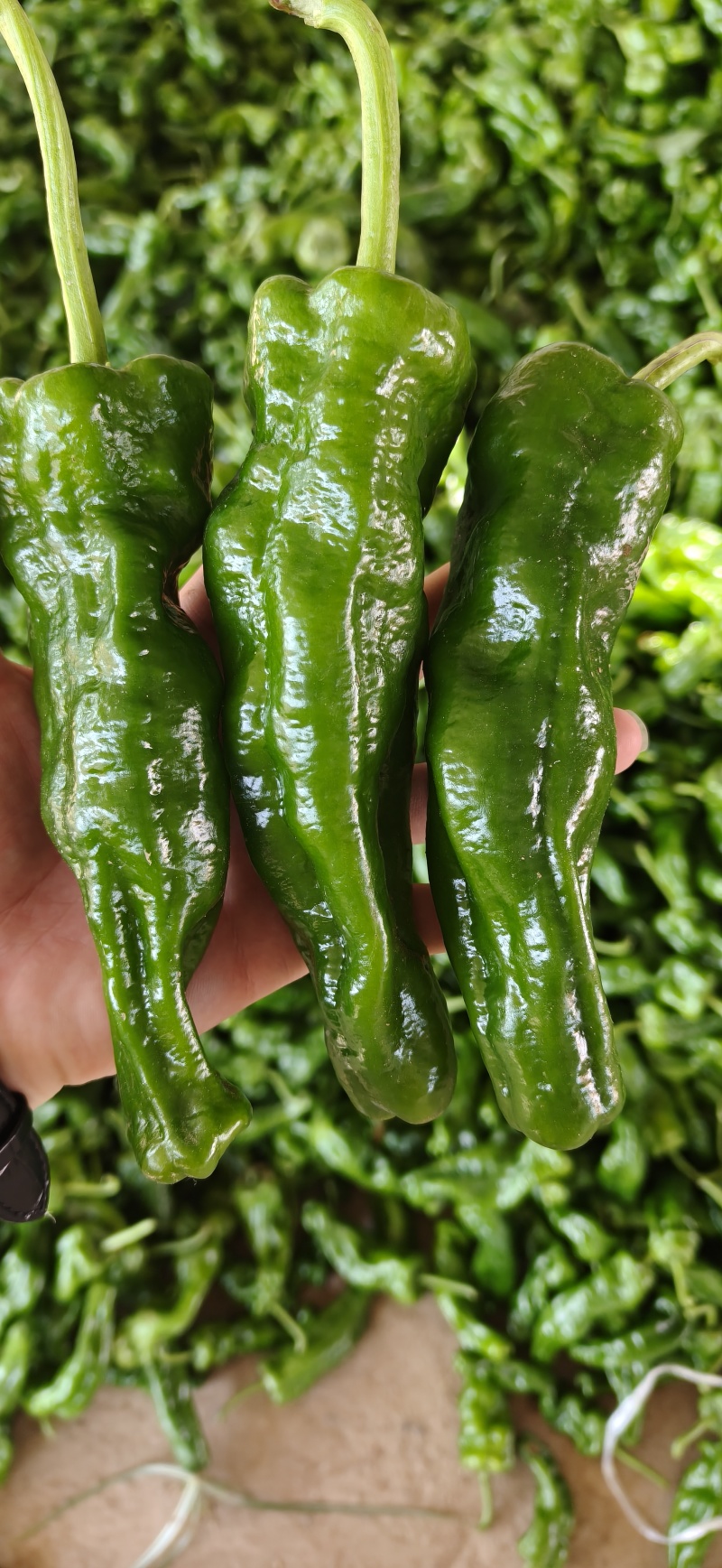 鲜辣椒，本地薄皮亳州椒，量大便宜