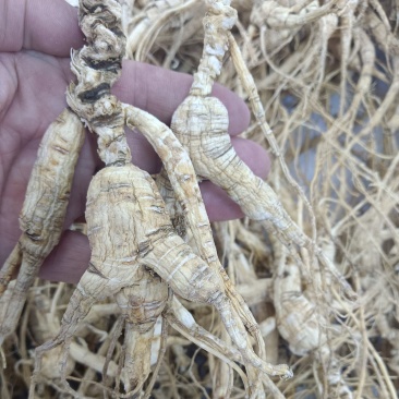 野山参干货，品质优，原产地发货，大量有货