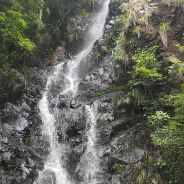 野生石橄榄
