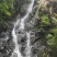 野生石橄榄