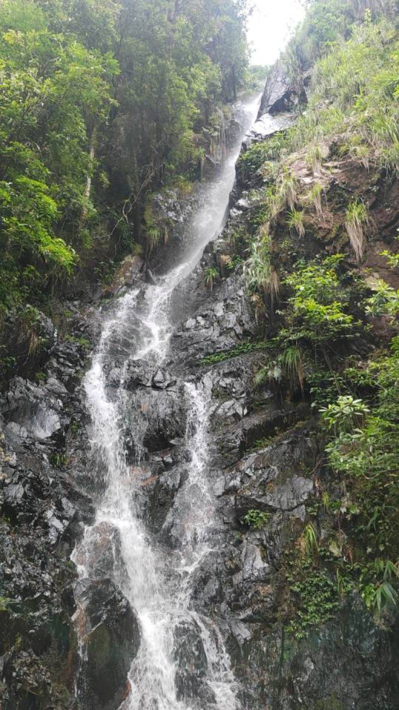 野生石橄榄