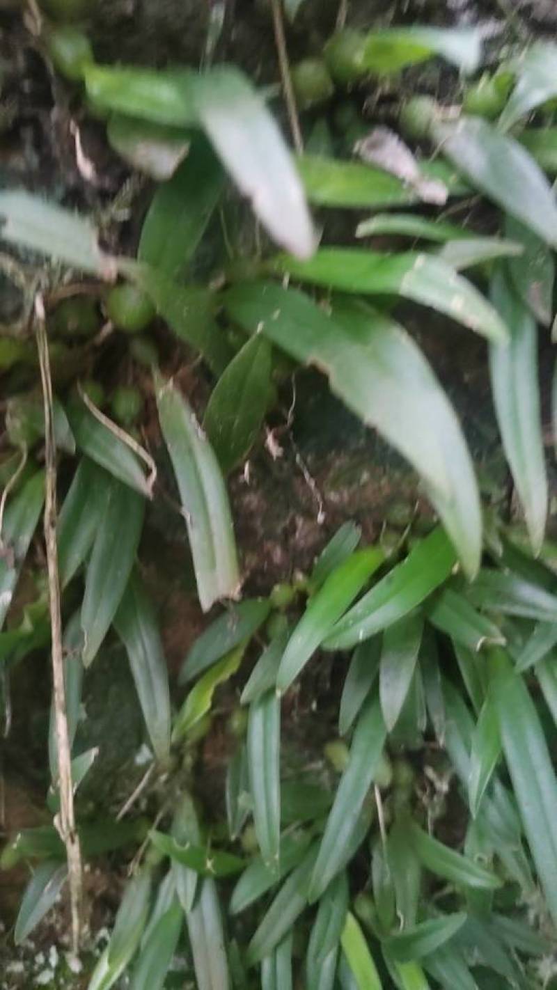 野生石橄榄