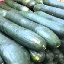 兰陵县黑皮大量上市质量很好无瑕疵