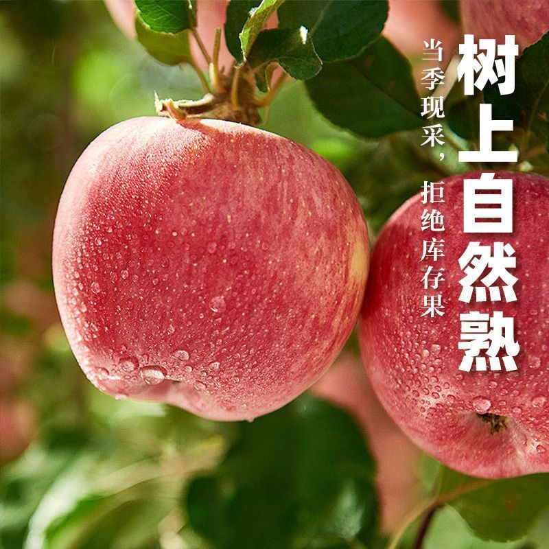 【清库存】山东红富士苹果，产地供应【电商、市场、食堂】
