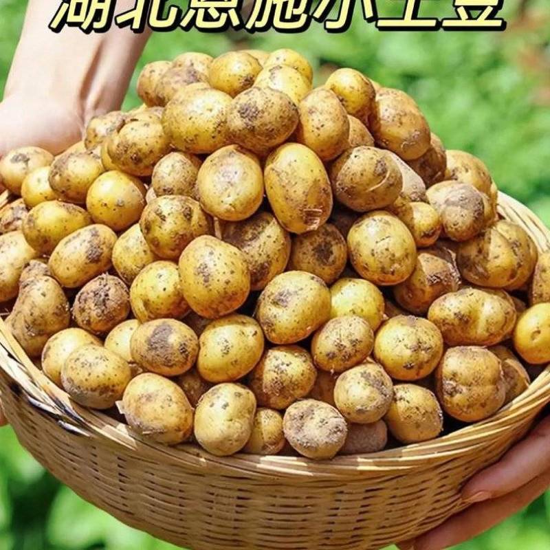 恩施利川高海拔小土豆