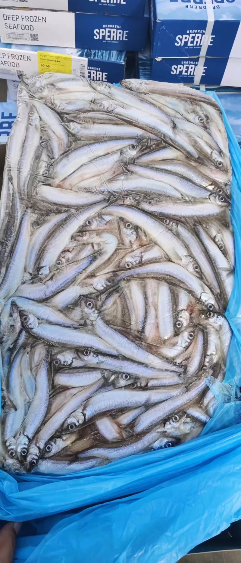 冰岛原料母体多春鱼粒粒饱满色泽鲜亮