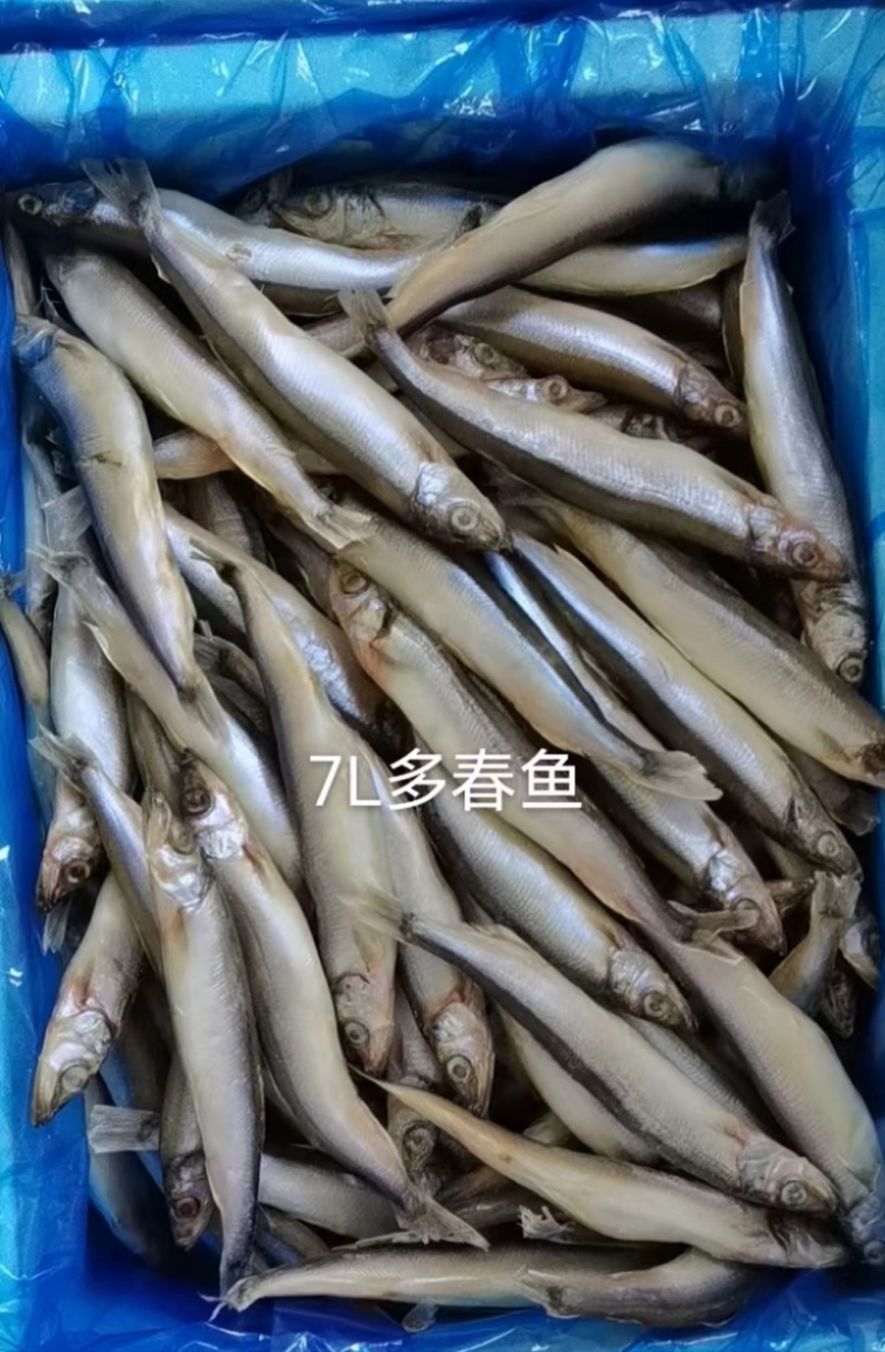 冰岛原料母体多春鱼粒粒饱满色泽鲜亮