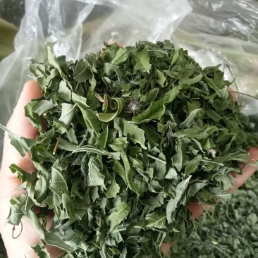 罗布麻叶产地直供