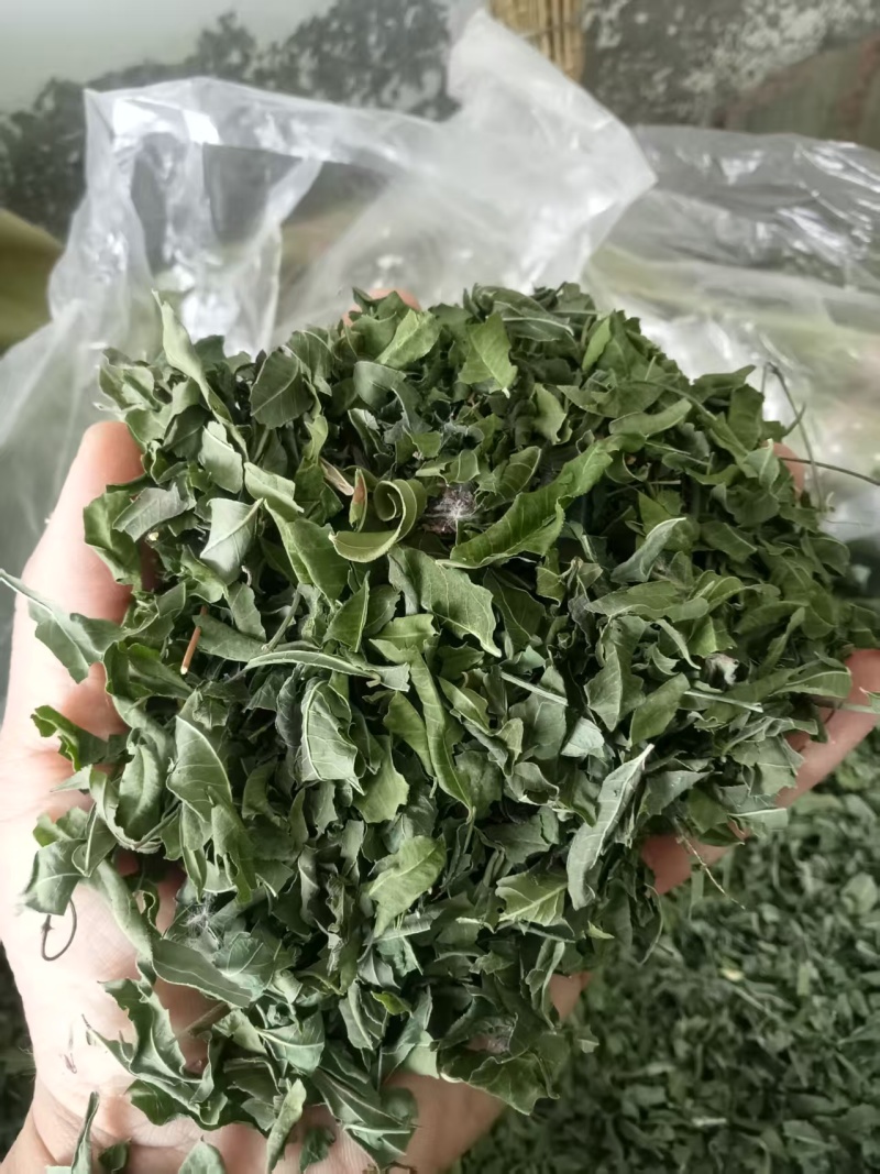 罗布麻叶产地直供