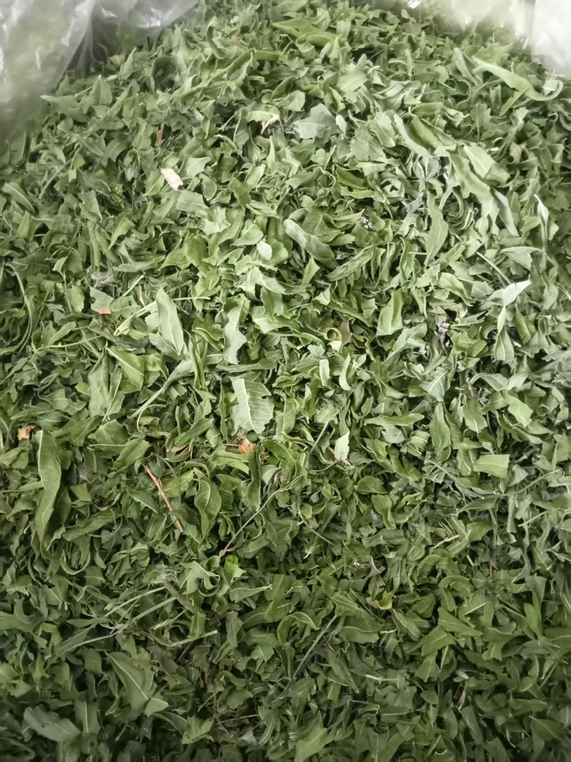 罗布麻叶产地直供