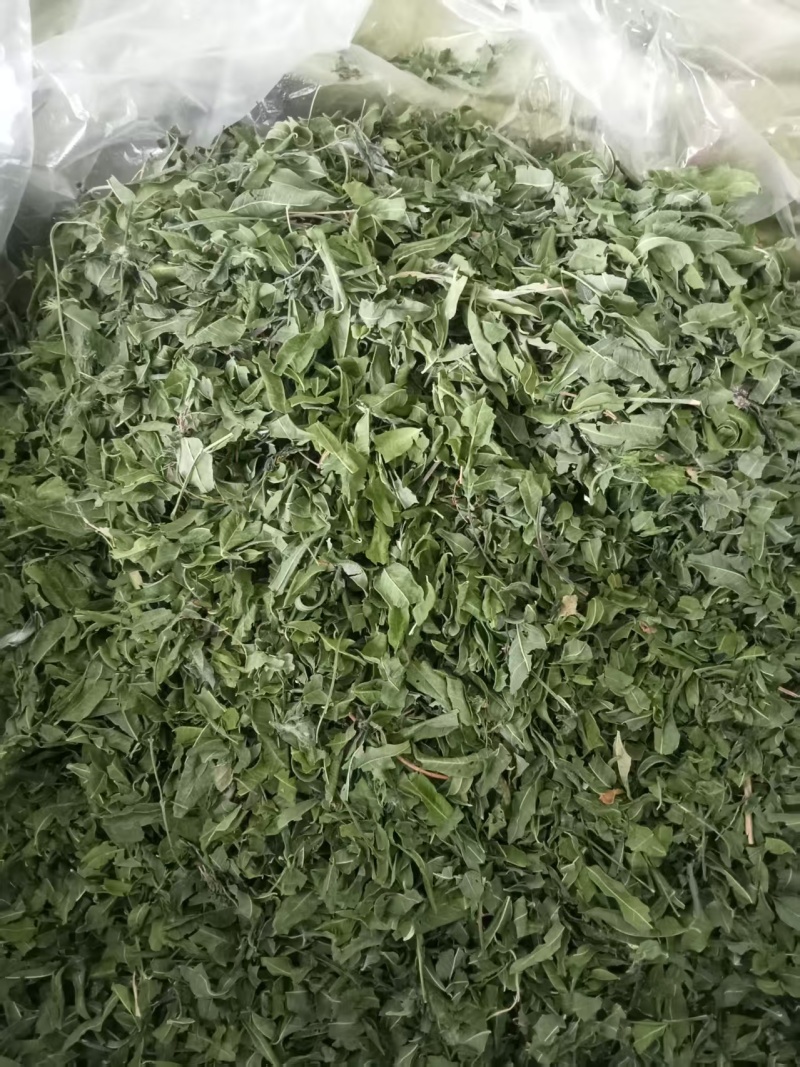 罗布麻叶产地直供