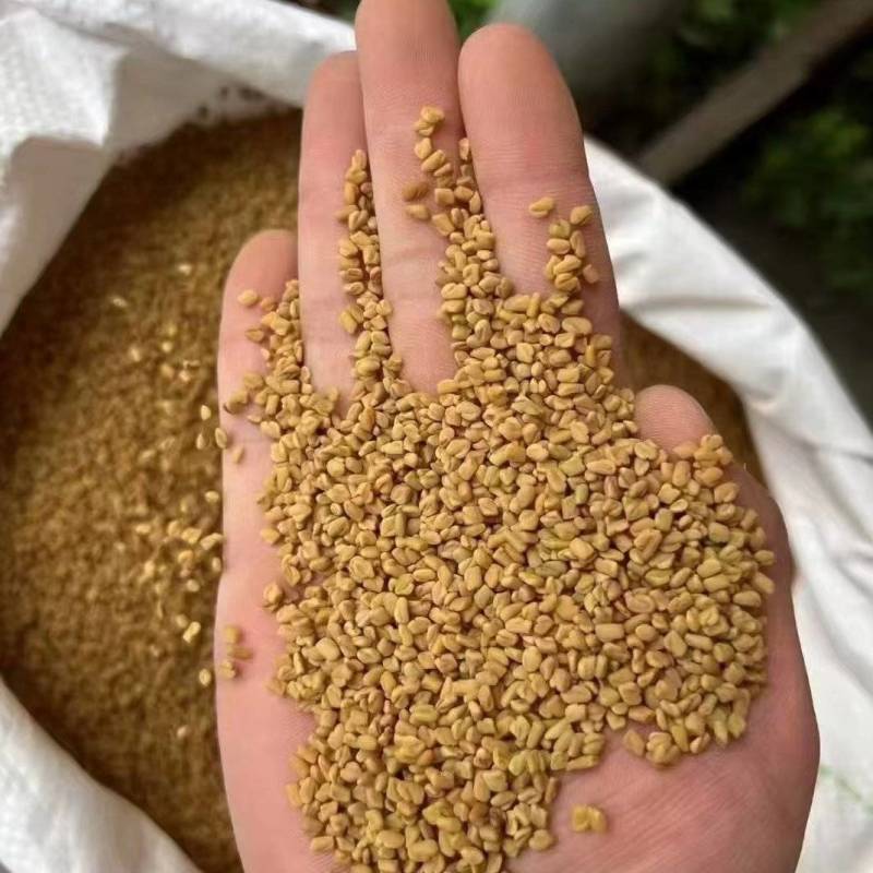 苦豆子葫芦巴凉皮香料整件优惠一手货源大货对接可联系